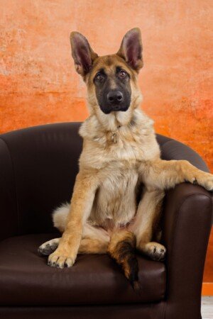 Pet photography studio, Alsatian sitting on brown armchair with orange wallpaper